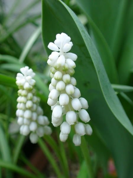 muscari-white02.jpg