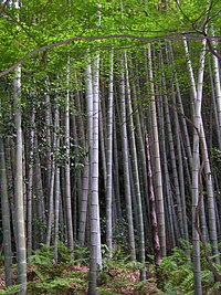 200px-Bamboo_forest.jpg