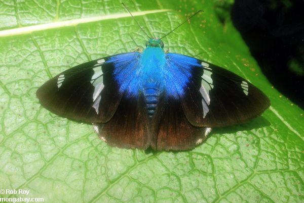 butterfly_05.jpg