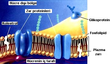 membran3.jpg