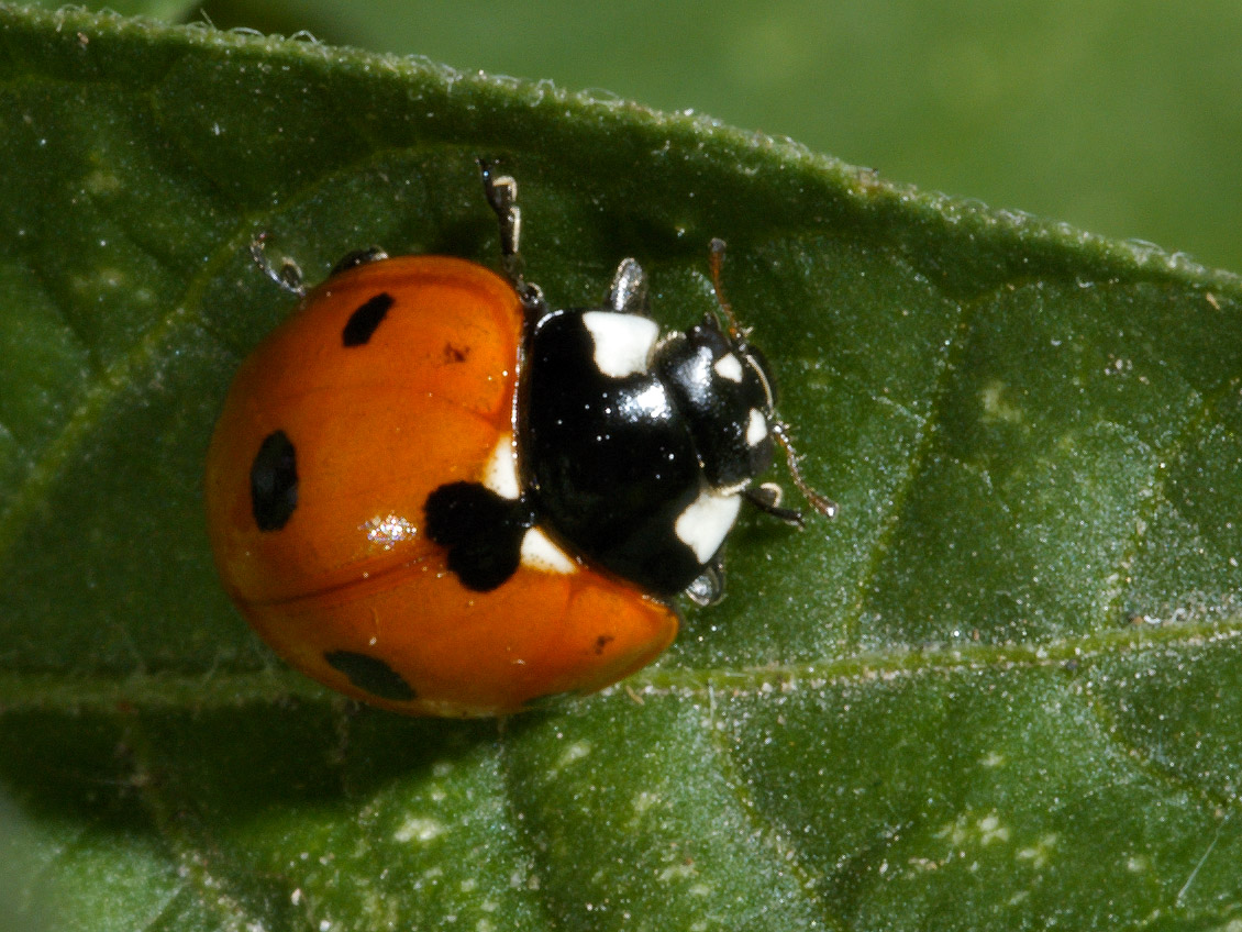 lady_bug.jpg