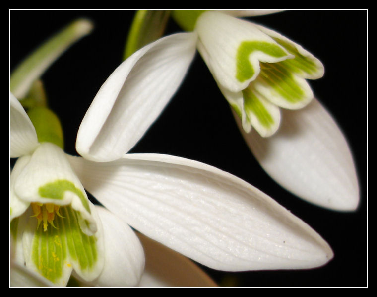 snowdrop_by_nuubis.jpg