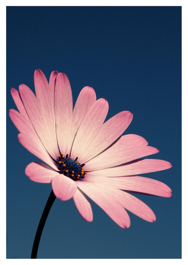 Flower__STOCK__by_sourcow.jpg