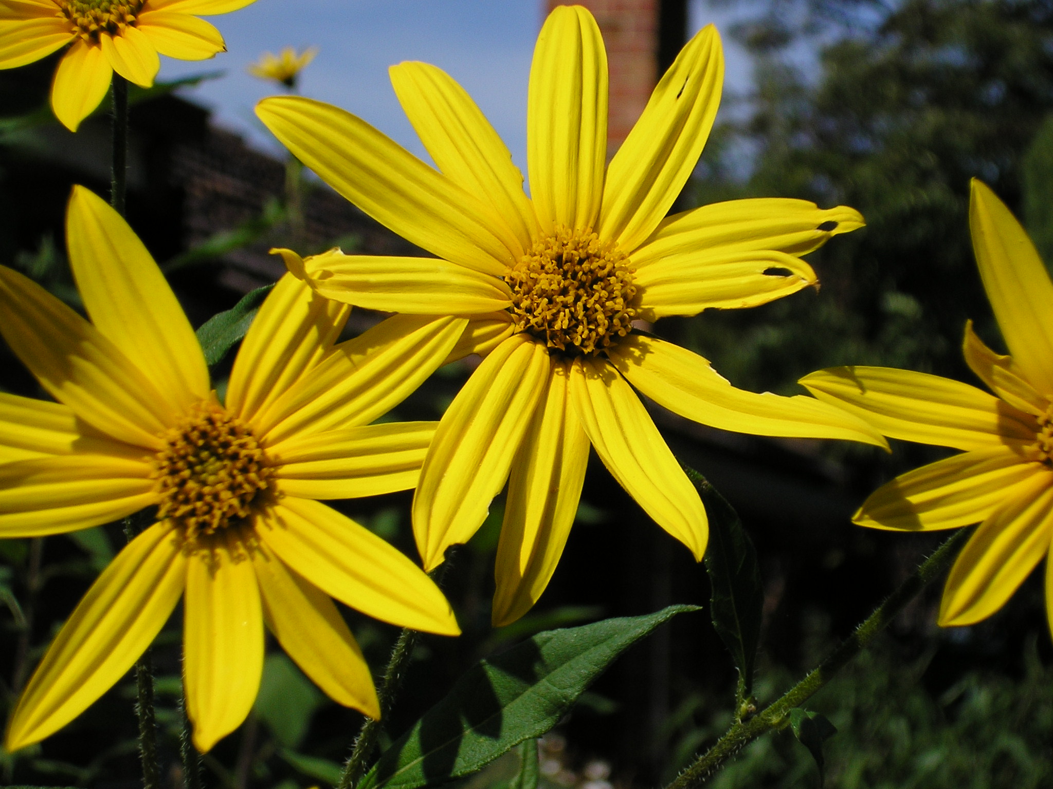 Sunroot_flowers.jpg