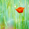 ruthenia_alba_090224poppy1.png