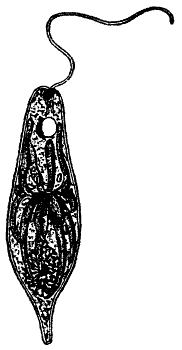 Euglena_viridis%2C_Nordisk_familjebok.png