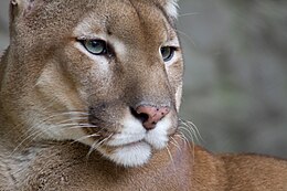 260px-Puma_face.jpg