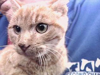 kedi-timothy.jpg