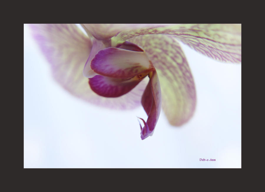 Alien_head_orchid_by_Deb_e_ann.jpg