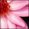 pink-1.jpg