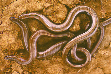 anguis_fragilis.jpg