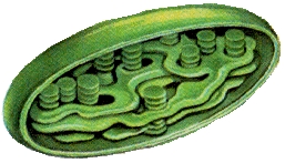 chloro4.jpg