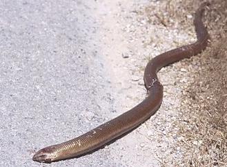 ophisaurusapodus.jpg