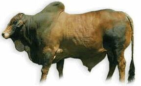 zebu.jpg