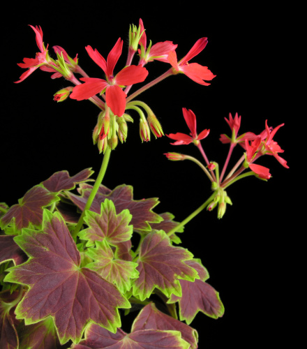 Pelargonium_VancouverCentennial.jpg