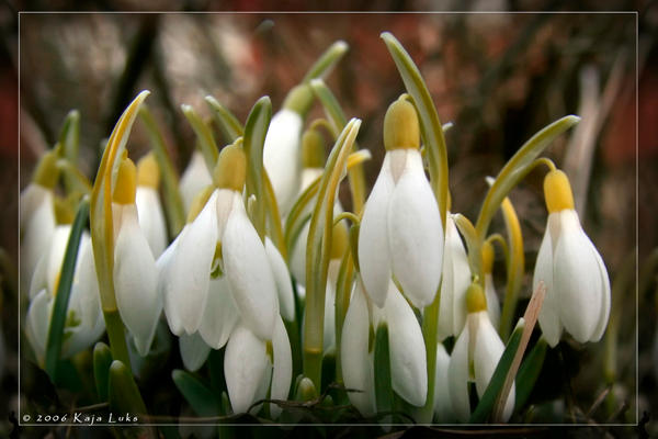 snowdrop_by_FelisLynx.jpg