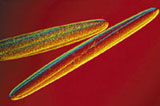 bacillus.jpg