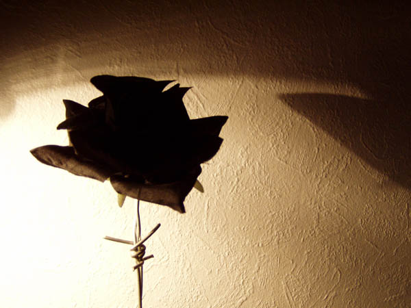 blackrose07.jpg