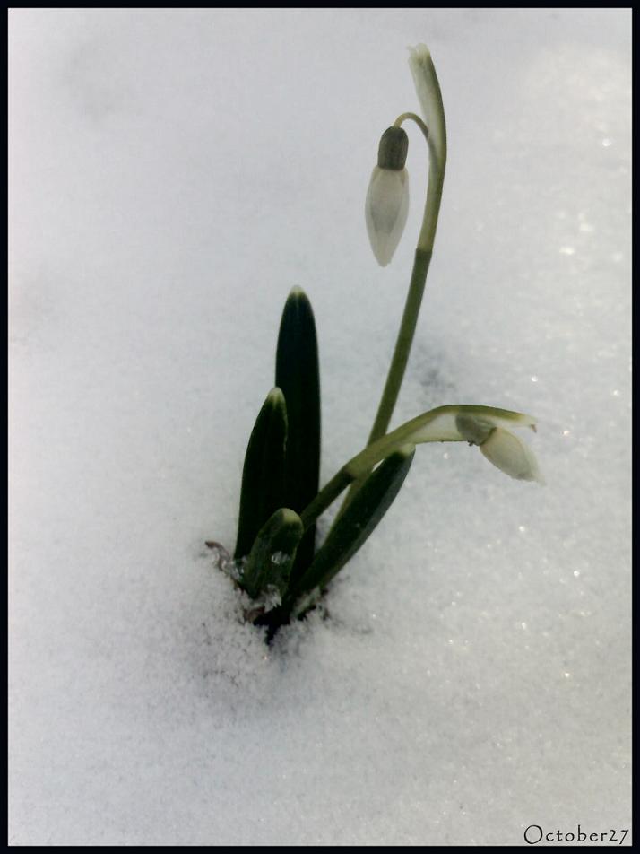 Snowdrop_by_october27.jpg