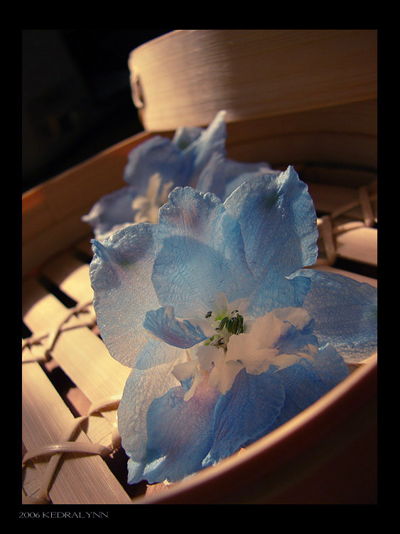 Pretty_Flower_by_kedralynn.jpg