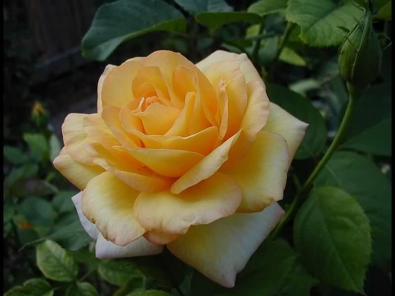 91.jpg