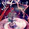 ruthenia_alba_071225christmas1.png