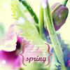 ruthenia_alba_090224poppy2.png
