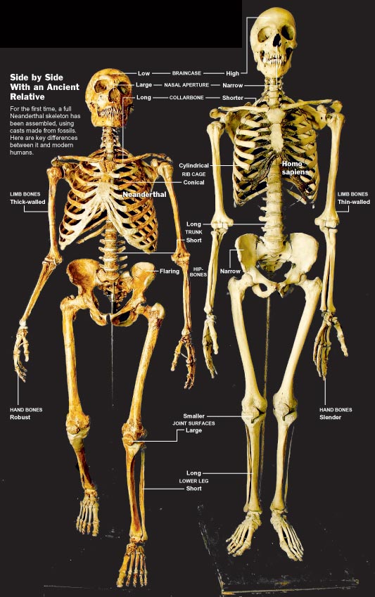 31neanderthal_image.jpg