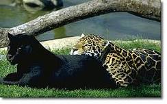 jaguar2.jpg