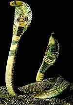 kobra.jpg