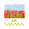 ruthenia_alba_090224poppy3.png