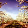 stock1005_by_kisuncha.png