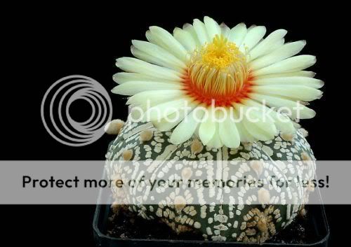 cactusflowers05bd0.jpg