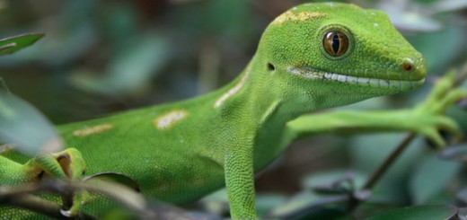 gecko-520x245.jpg