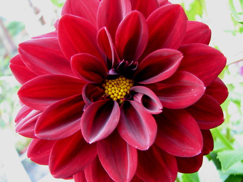 241587387_a0788abc62.jpg