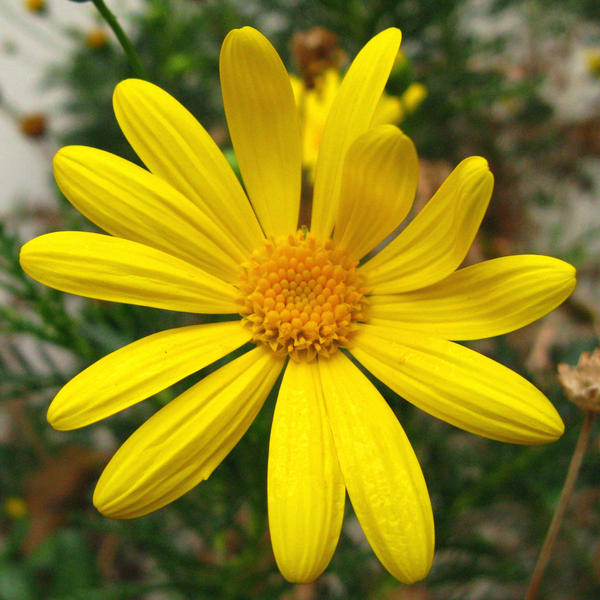 Pretty_winter_daisey_by_Earthmagic.jpg