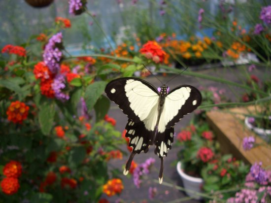 butterfly.jpg