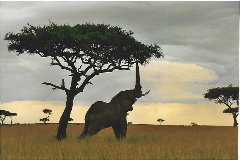 elephantreaching.jpg