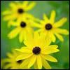 yellow19.jpg