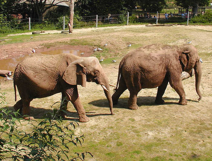 elephant_pair_750pix.jpg