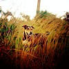 stock998_by_kisuncha.png
