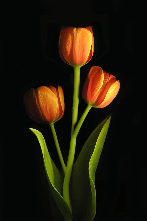Super_Tulip_by_ahermin.jpg